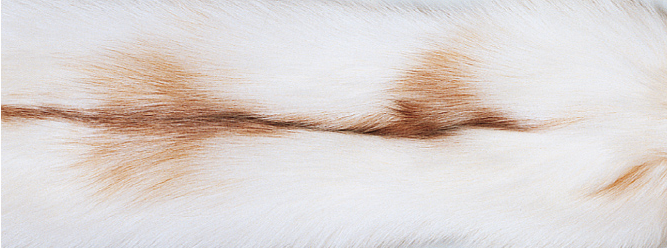 Carpet of Fox | Back of cashmere | 70x230 cm