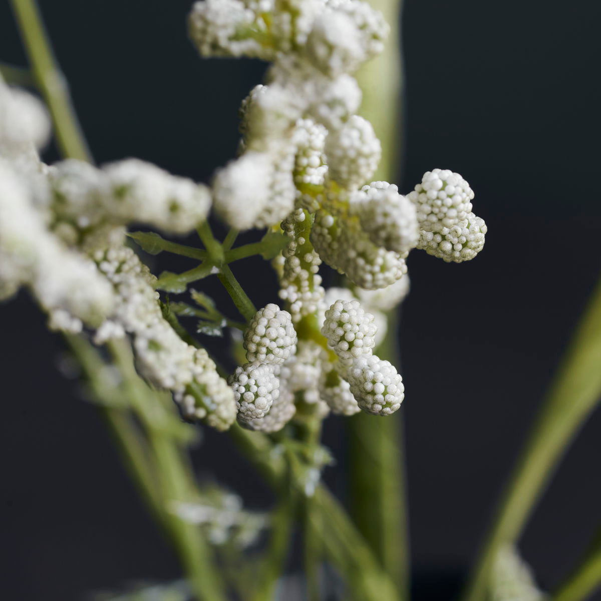 House Doctor - Blomst, Gypsophila, Hvid - l: 75 cm - House Doctor - DesignGaragen.dk