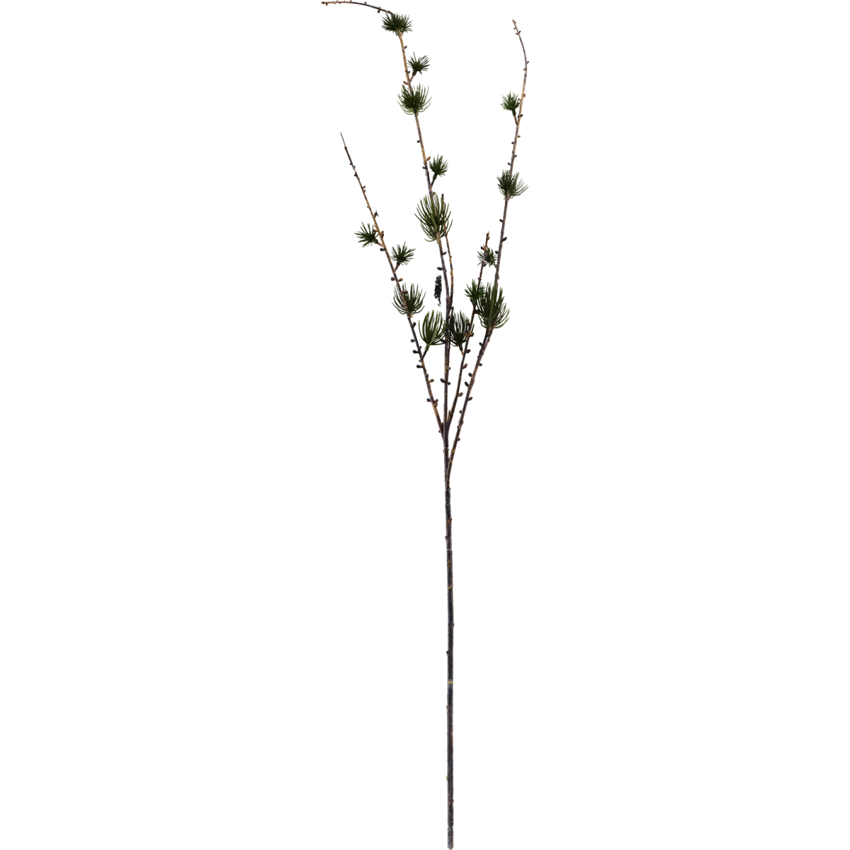 House Doctor - Gren, HdLarch, Nature