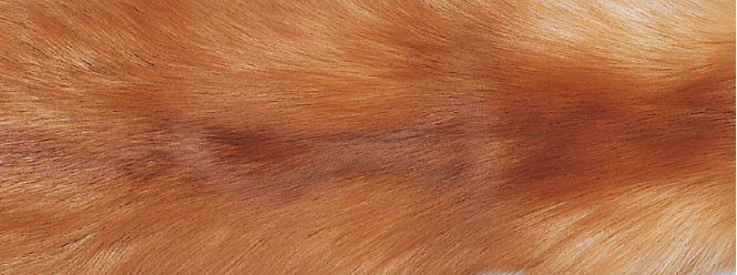 Carpet of Fox | Back of cashmere |  70x230 cm